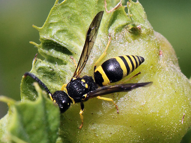 Vespidae Eumeninae:  Ancistrocerus sp.